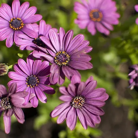 Frühstückspension Benown House B&B